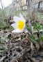 Срывать нельзя: в Магнитогорске нашли редкий цветок