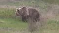 Медведя заметили рядом с поселком на юге Челябинской области
