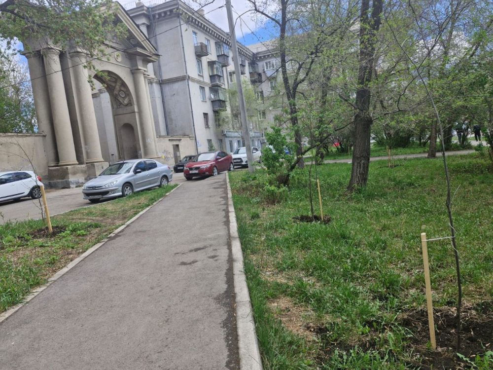 А тем временем приживаются саженцы рябины и берёзы, распускают листочки, укрепляют веточки