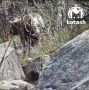 "А-А-А-А!". Так жители Магнитогорска пытались напугать медведя, который загнал их на гору в Белорецком районе