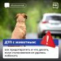 Животные на дороге часто непредсказуемы