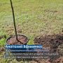 Десять мелколистных лип высадили в парке у Вечного огня