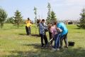 Липовую аллею высадили в Магнитогорске ко Дню города