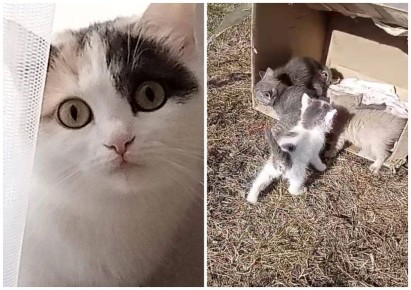   ,     :            