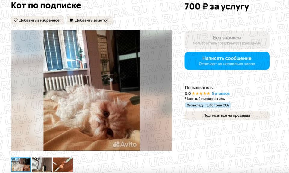 Кот по подписке. Владельцы питомцев из Челябинской области опубликовали предложения для всех желающих оформить тариф на их снимки за фиксированную ежемесячную плату