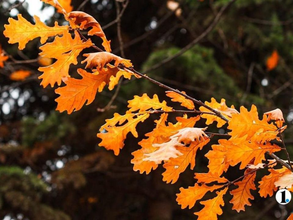 В Челябинской области потеплеет до сентябрьских +16 градусов 27 октября