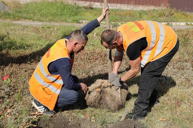 Чтобы город стал зеленее. Осенний период - время завершающей стадии озеленения города Чтобы город стал зеленее. Осенний период - время завершающей стадии озеленения города