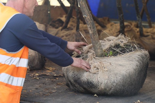 Чтобы город стал зеленее. Осенний период - время завершающей стадии озеленения города