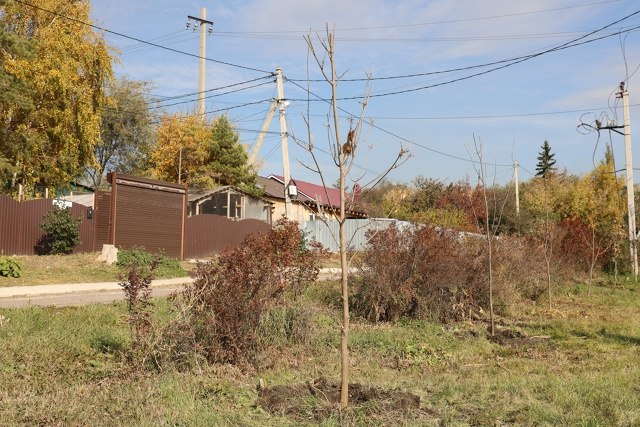 Чтобы город стал зеленее. Осенний период - время завершающей стадии озеленения города Чтобы город стал зеленее. Осенний период - время завершающей стадии озеленения города