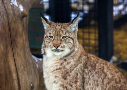 Рысь застряла в колючей проволоке на предприятии в Челябинске