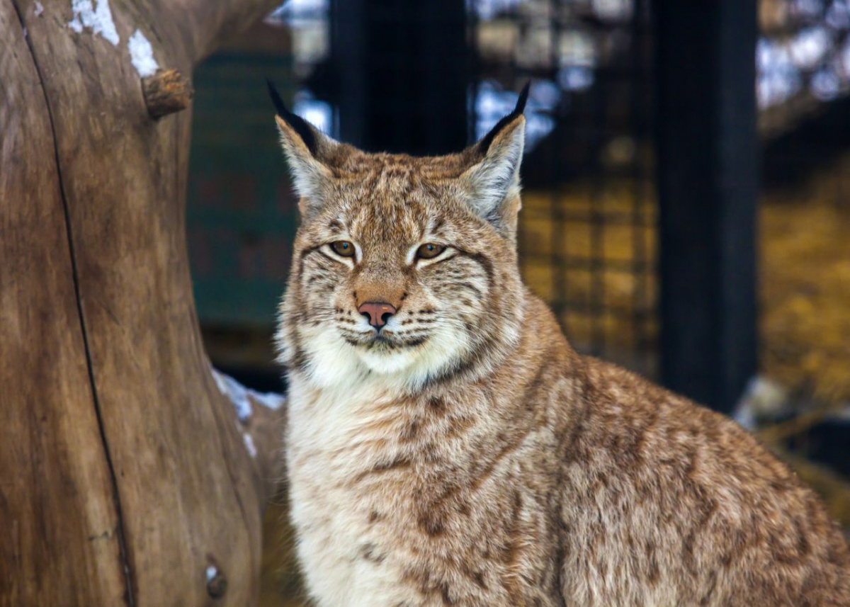 Рысь застряла в колючей проволоке на предприятии в Челябинске