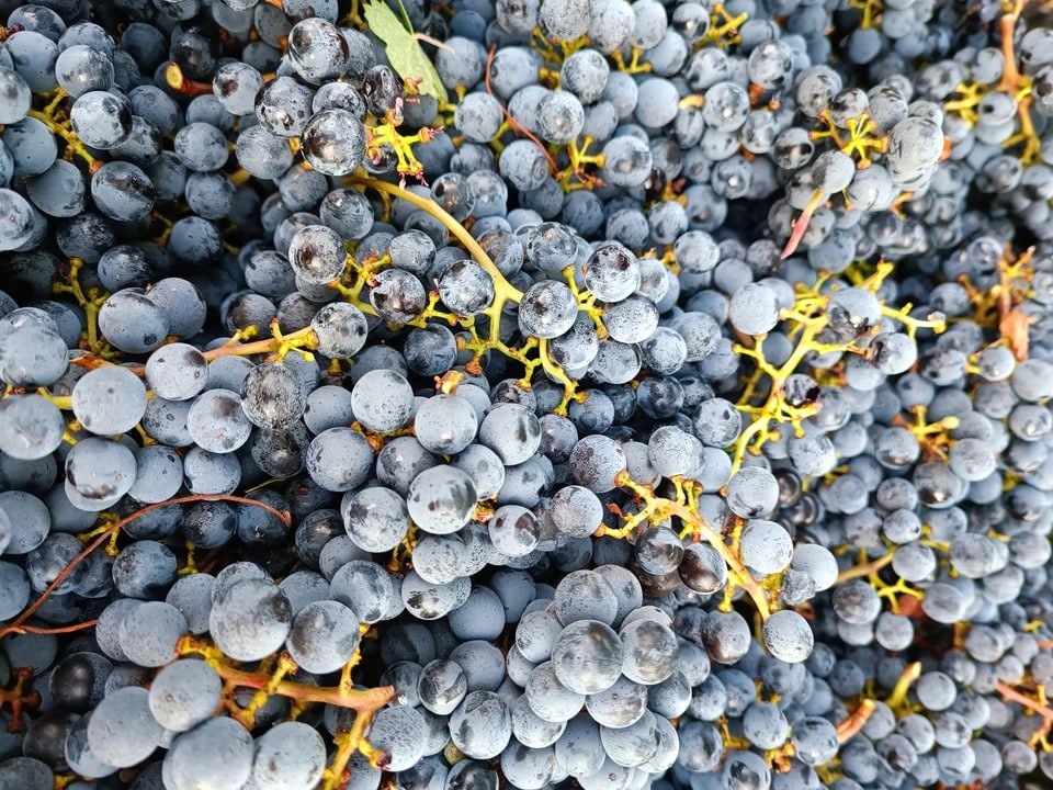 На границе Челябинской области и Казахстана остановили два грузовика с виноградом