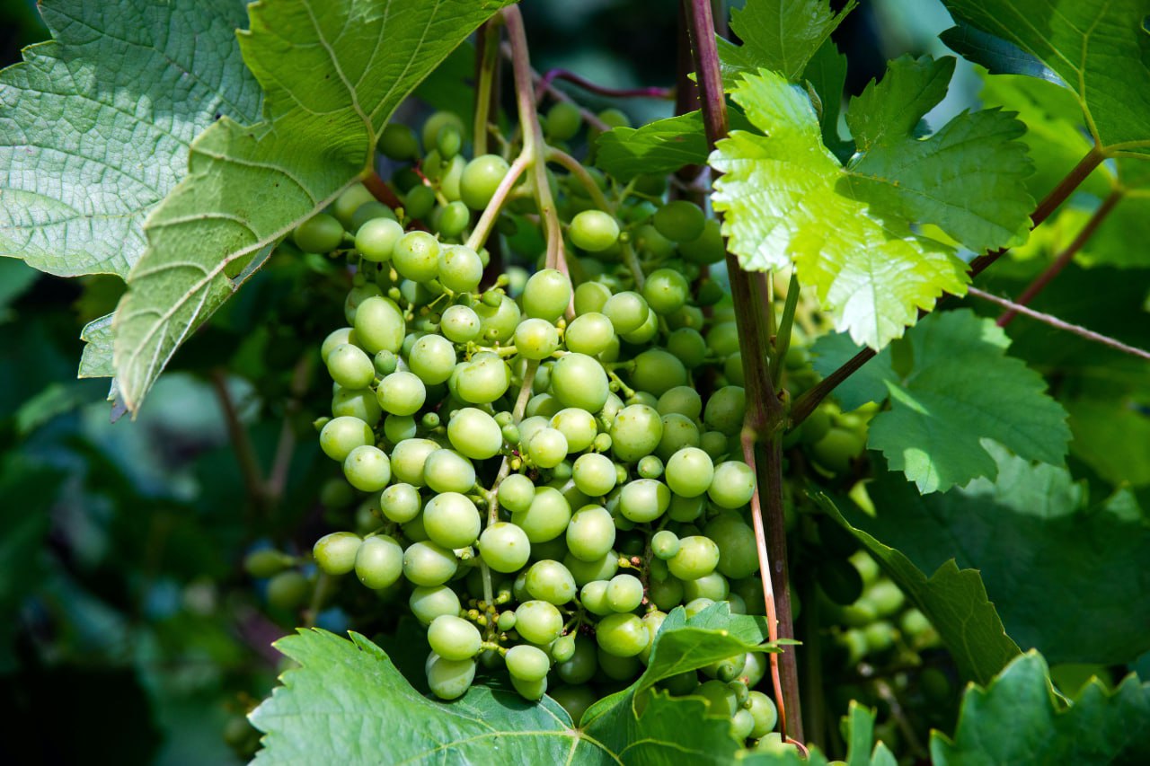 В Челябинскую область не пустили почти 21 тонну импортного винограда