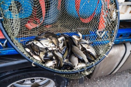 50 тысяч молодых сазанов выпустили в водохранилище Магнитогорска