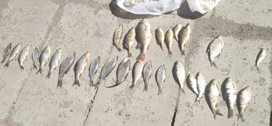 В Магнитогорске молодые люди осуждены за незаконный вылов рыбы из водохранилища