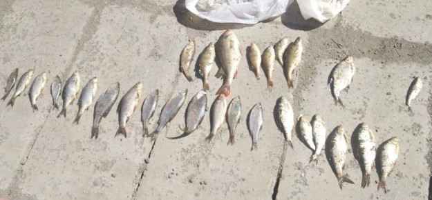 В Магнитогорске молодые люди осуждены за незаконный вылов рыбы из водохранилища