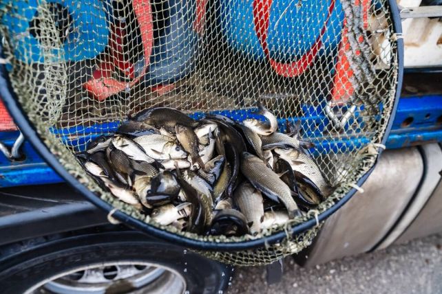 Металлурги продолжают зарыблять Магнитогорское водохранилище