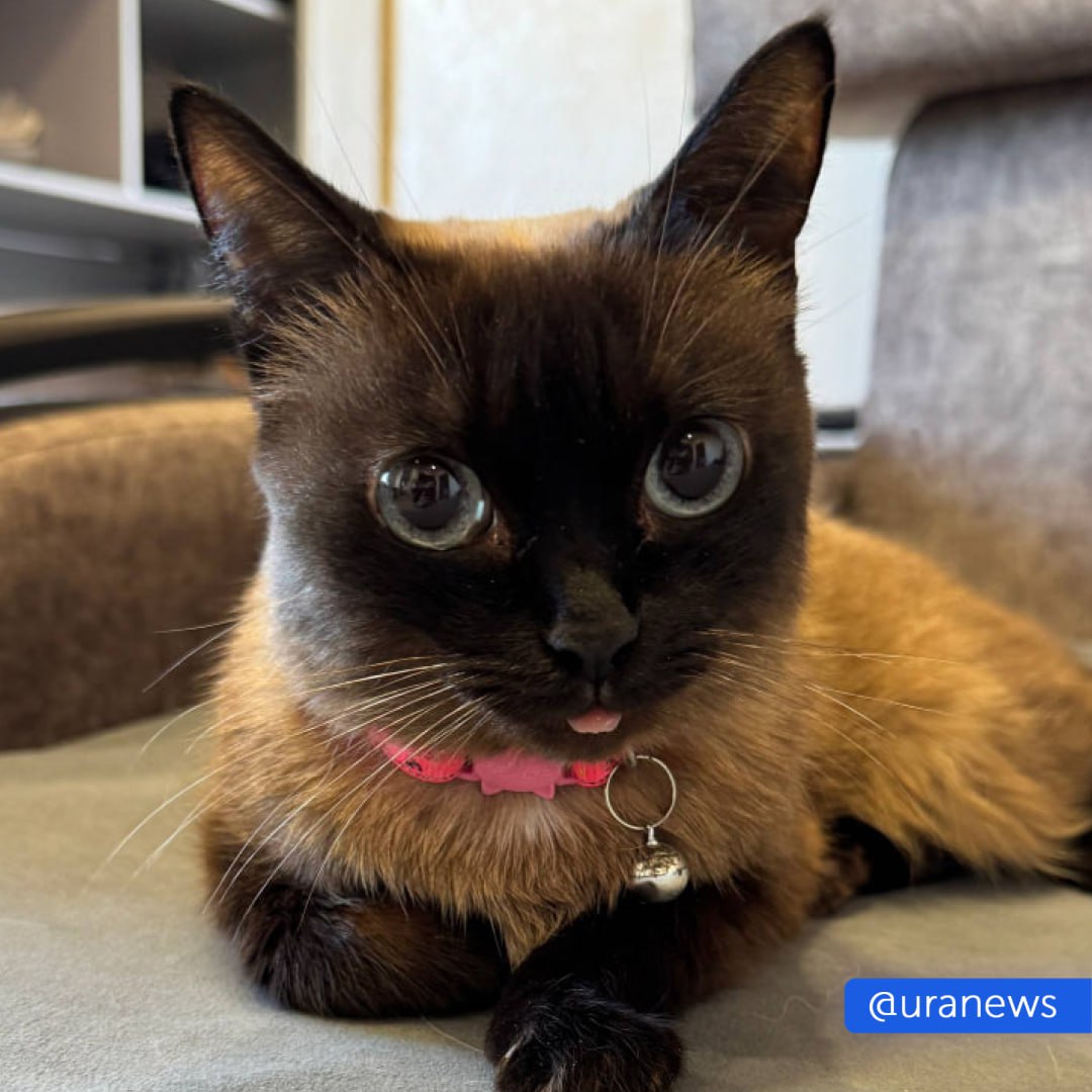 Аромадиффузоры могут убить ваших питомцев