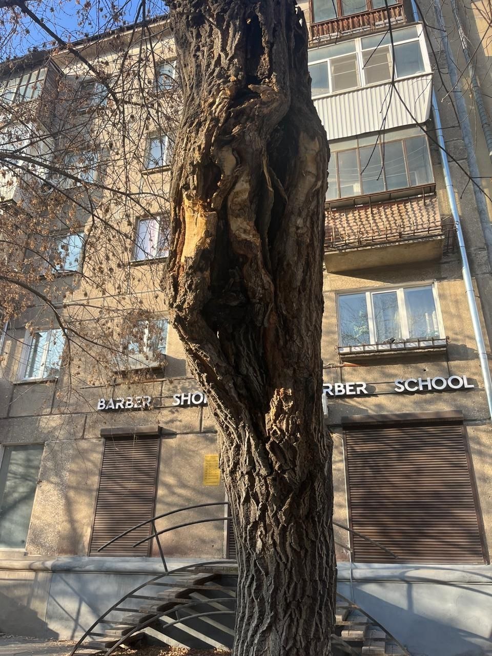 На улице Октябрьской продолжаются работы по сносу аварийных деревьев На улице Октябрьской продолжаются работы по сносу аварийных деревьев