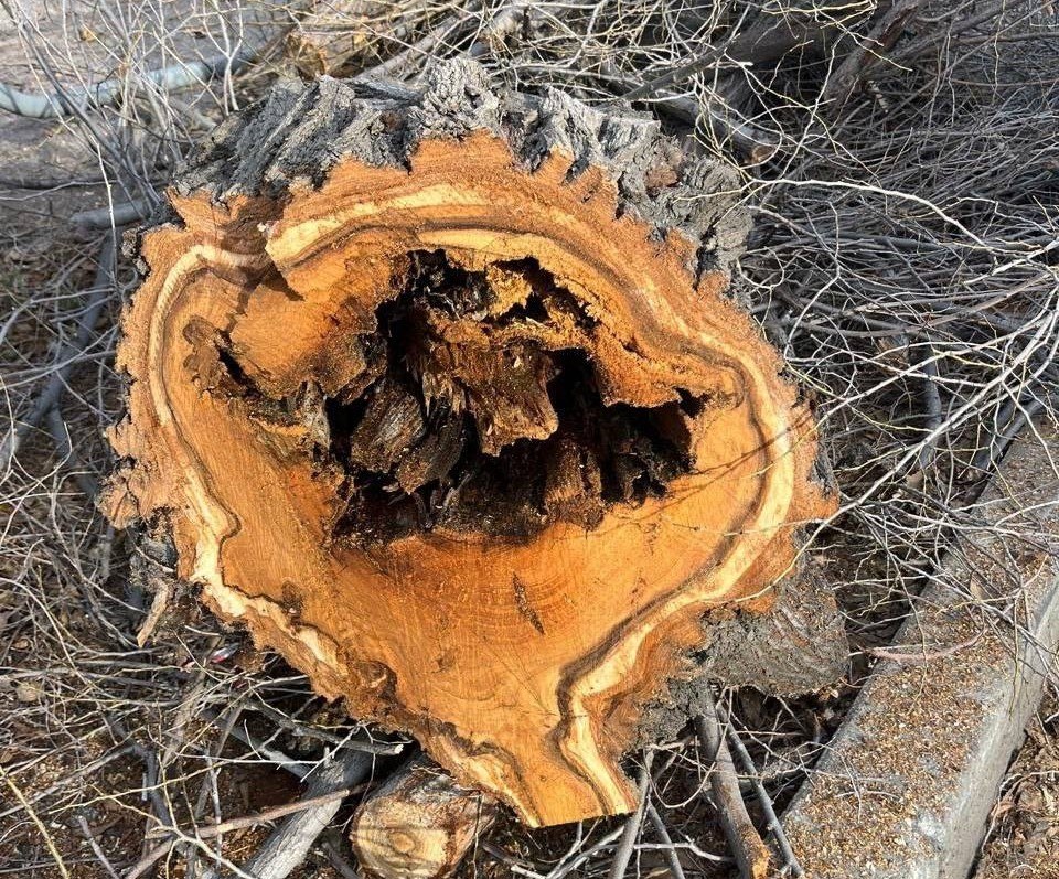 На улице Октябрьской продолжаются работы по сносу аварийных деревьев На улице Октябрьской продолжаются работы по сносу аварийных деревьев