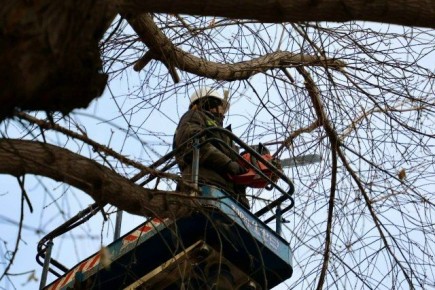 На улице Октябрьской продолжаются работы по сносу аварийных деревьев