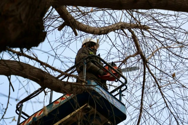 На улице Октябрьской продолжаются работы по сносу аварийных деревьев