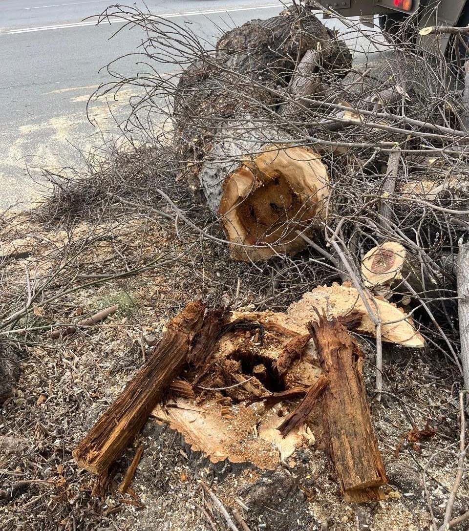 На улице Октябрьской продолжаются работы по сносу аварийных деревьев На улице Октябрьской продолжаются работы по сносу аварийных деревьев