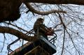 На улице Октябрьской продолжаются работы по сносу аварийных деревьев
