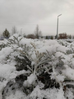 Снег в Челябинской области сегодня ночью ложился избирательно