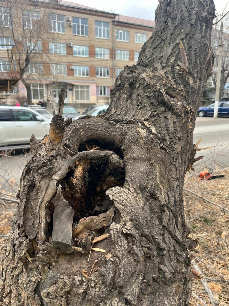 В Магнитогорске продолжается снос аварийных деревьев В Магнитогорске продолжается снос аварийных деревьев