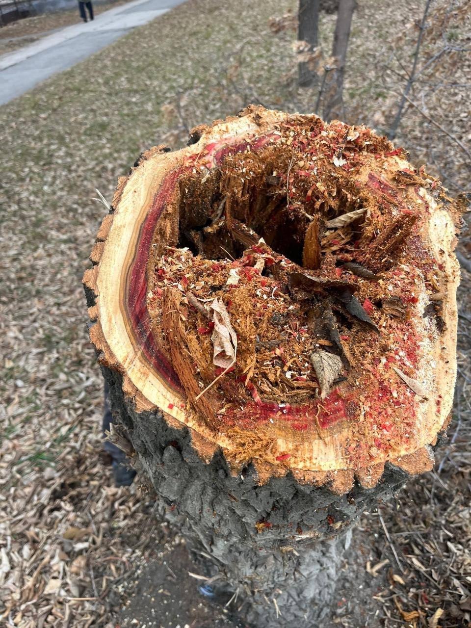 В Магнитогорске продолжается снос аварийных деревьев В Магнитогорске продолжается снос аварийных деревьев