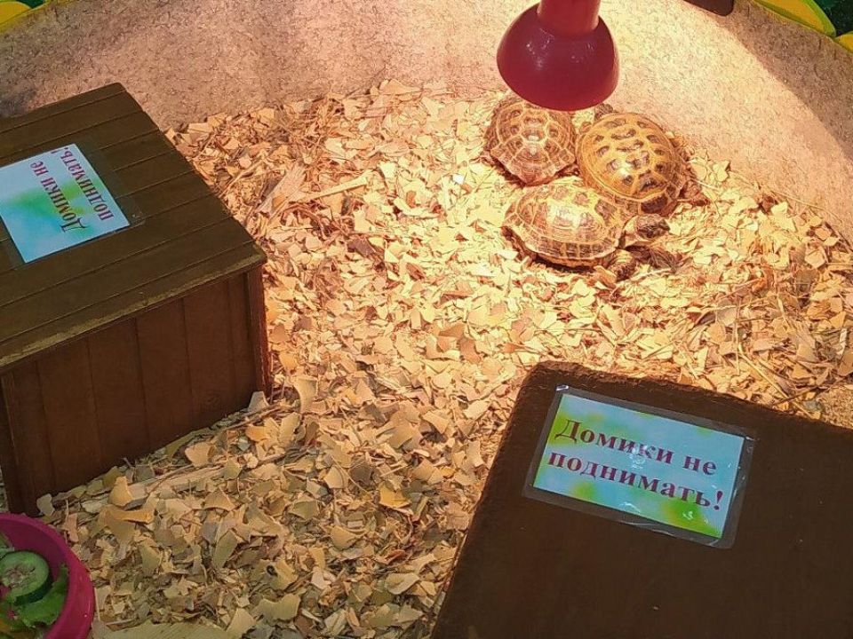 Владелец зоопарка «Простоквашино» в Магнитогорске оштрафован за отсутствие лицензии