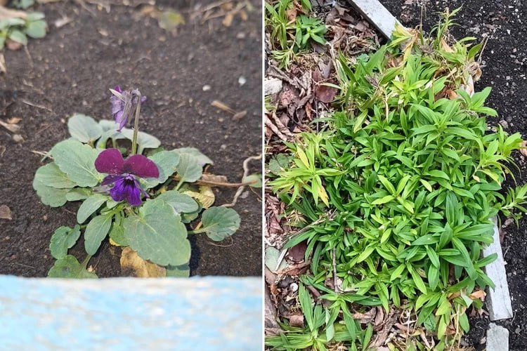 Зацвели одуванчики и взошел чеснок: первый день зимы в Челябинской области удивил небывалым теплом Зацвели одуванчики и взошел чеснок: первый день зимы в Челябинской области удивил небывалым теплом