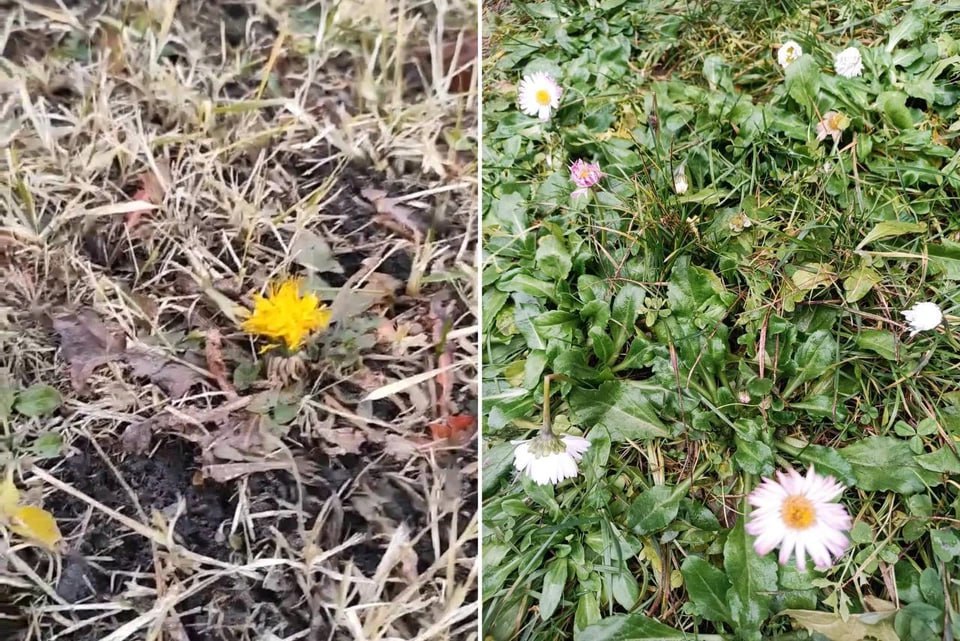 Зацвели одуванчики и взошел чеснок: первый день зимы в Челябинской области удивил небывалым теплом