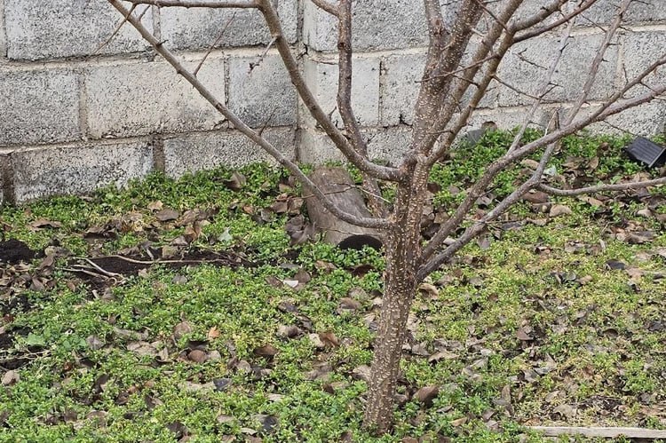 Зацвели одуванчики и взошел чеснок: первый день зимы в Челябинской области удивил небывалым теплом Зацвели одуванчики и взошел чеснок: первый день зимы в Челябинской области удивил небывалым теплом