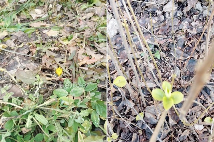 Зацвели одуванчики и взошел чеснок: первый день зимы в Челябинской области удивил небывалым теплом Зацвели одуванчики и взошел чеснок: первый день зимы в Челябинской области удивил небывалым теплом