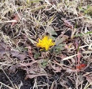 В Магнитогорске в начале зимы зацвели одуванчики