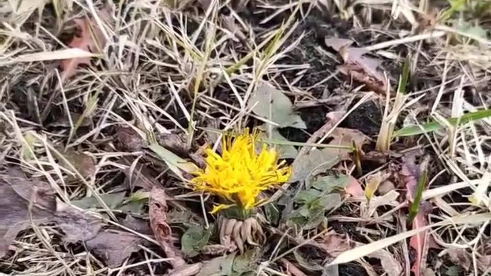 В Магнитогорске зацвели одуванчики в начале зимы