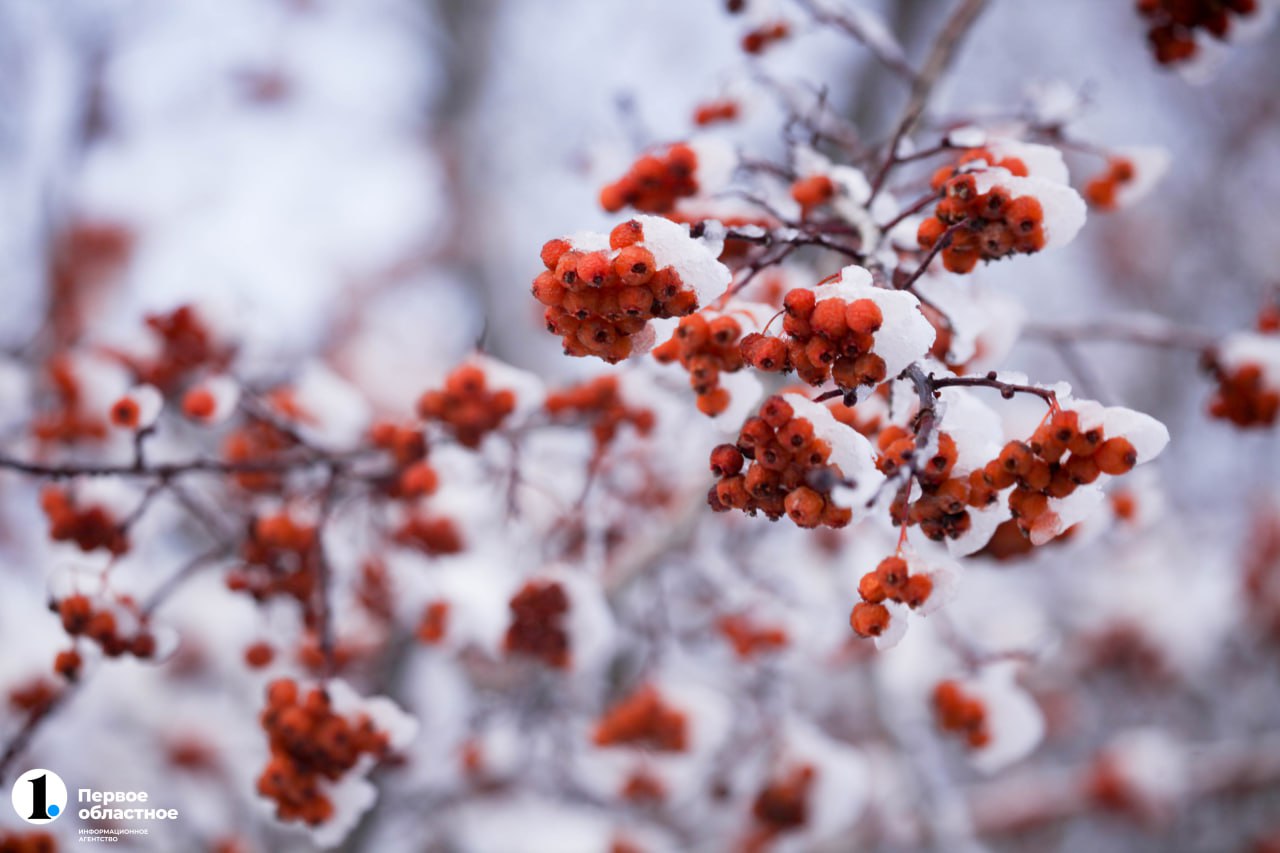 Мокрый снег и усиление ветра ждут Челябинскую область 3 декабря