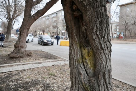 На их месте появятся молодые саженцы