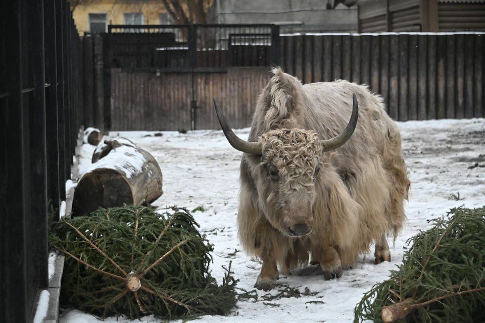 ����� ������� � ������: ���������� ���� ������ ���������� ��� �������� � ��������