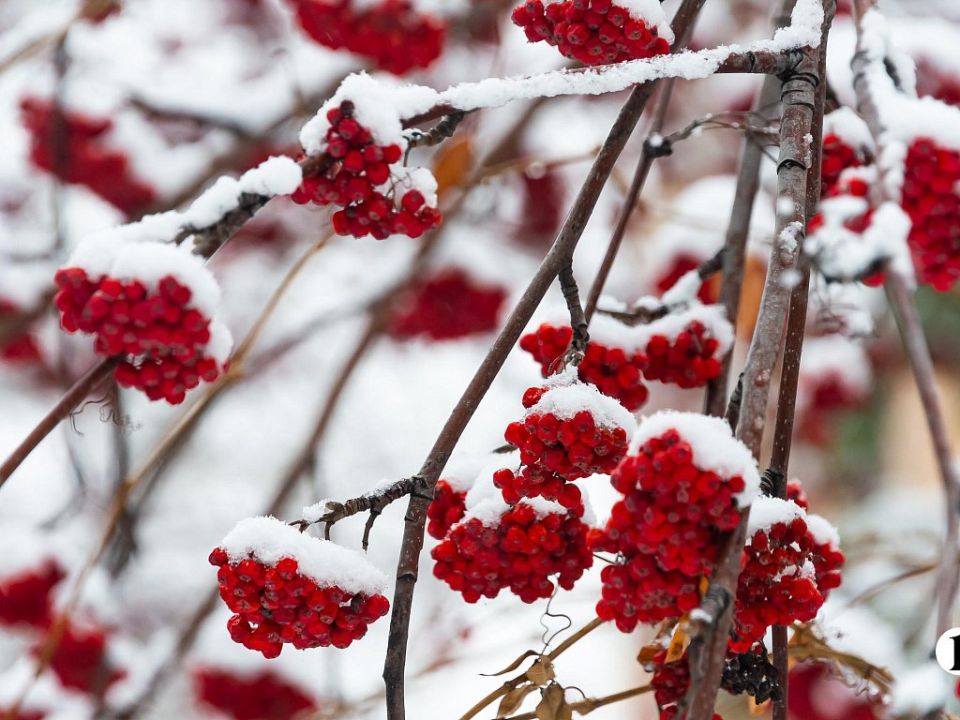 Снег и мороз до −24 градусов ждут жителей Челябинской области 21 января