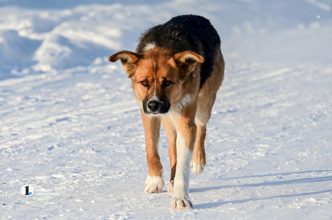 В Магнитогорске ввели карантин по бешенству