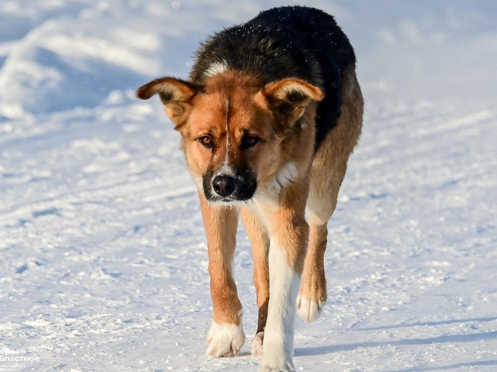 В Магнитогорске ввели карантин по бешенству