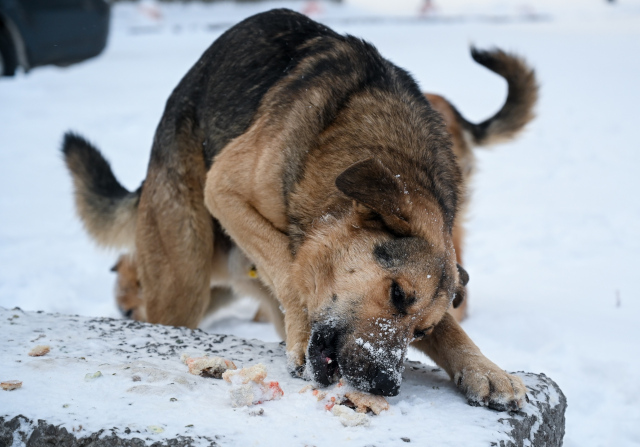 В трех территориях Челябинской области обнаружили очаги бешенства
