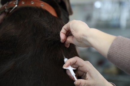 Код питомца