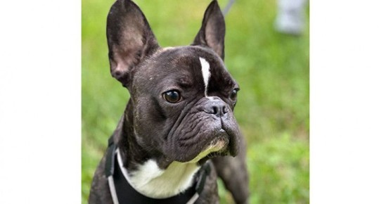 Ветеринар рассказал, как проходит обязательная регистрация домашних животных на Южном Урале