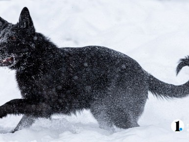 Глава СК России потребовал доклад по делу о нападении собак на женщину в Магнитогорске