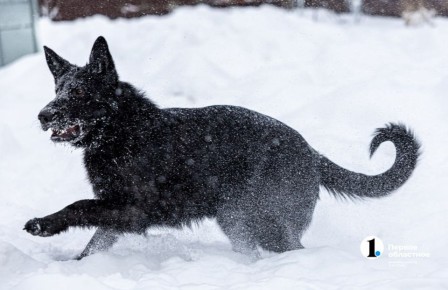 Глава СК России потребовал доклад по делу о нападении собак на женщину в Магнитогорске