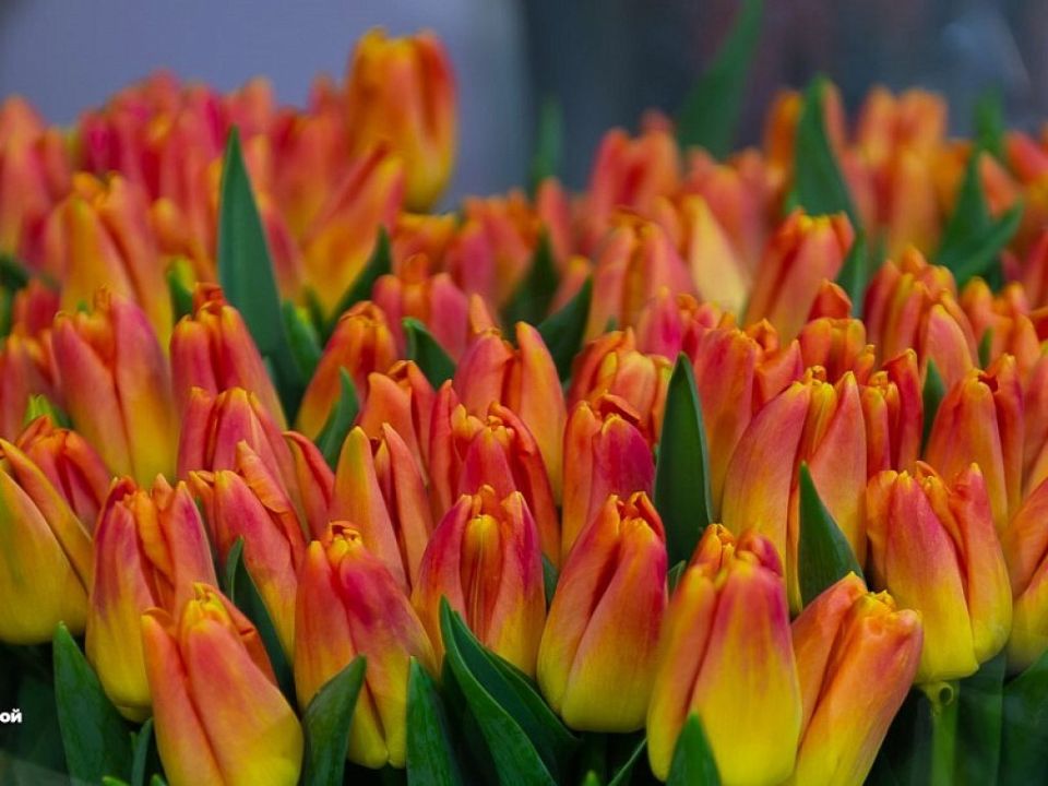 Как провести Международный женский день в Челябинске